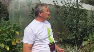 Инжир созревает, сорт турецкий коричневый.  Пробуем!