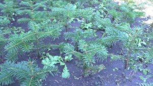 Пихта кавказская Нордмана Сезон осень 2020 года (Обзор) питомник Хвойный дворик