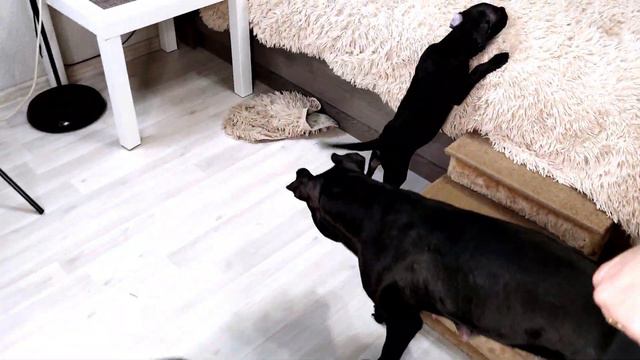 Это Ужас!!! Все питбули в комнате! Мамбы и мамбята играют!) смотреть онлайн