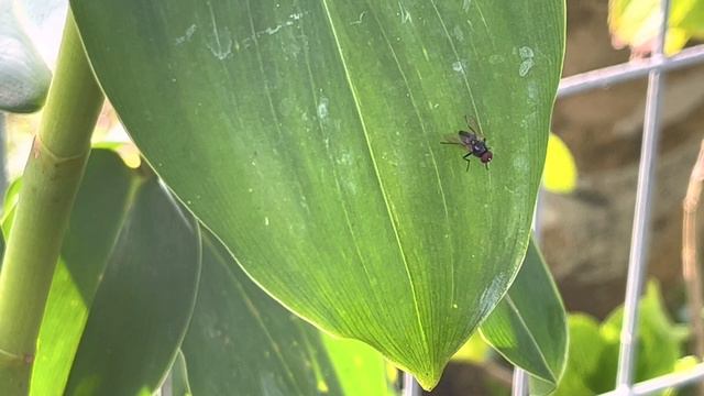 4K with BOYA BY-P4D Microphone смотреть онлайн