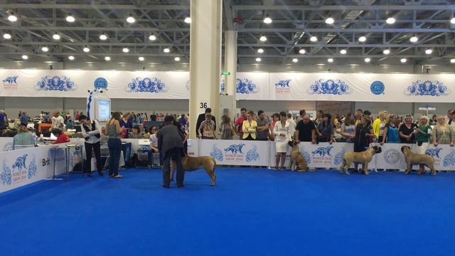 World dog show 2016 bullmastiff female junior class смотреть онлайн