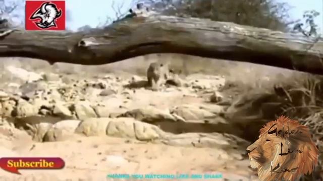 real human safari leopard vs baboons# Lots of wild animals леопард против бабуинов смотреть онлайн
