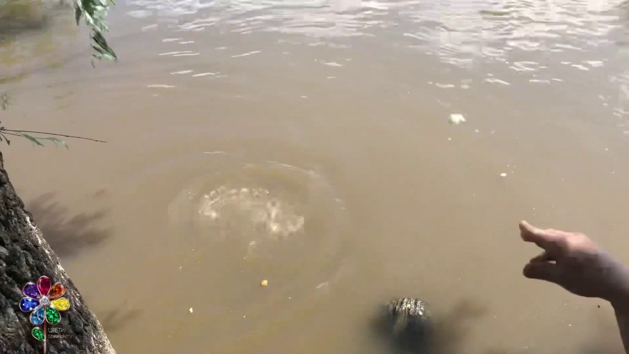 Огромные карпы объедают уточек. Fish. Рыбы. Наглые карпы. Живая природа. смотреть онлайн