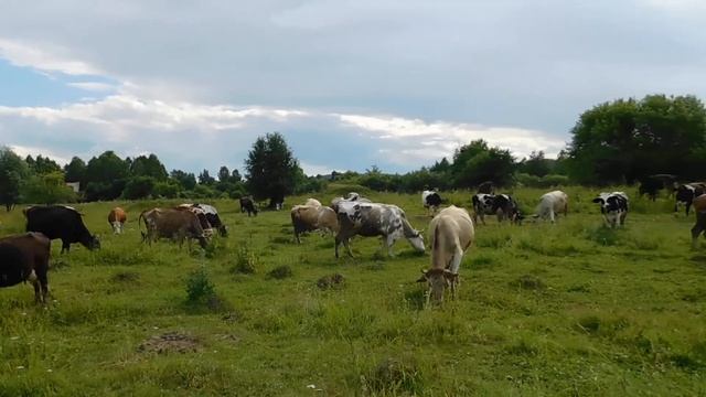 Стадо Быковатых. Коровы смотреть онлайн