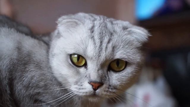 Шотландская вислоухая все о породе кошки смотреть онлайн