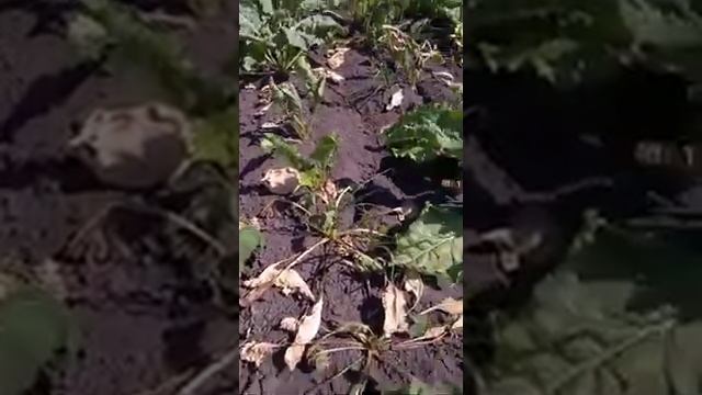 Мониторинг на пораженность сахарной свеклы Динской район Краснодарский край 2020 год смотреть онлайн