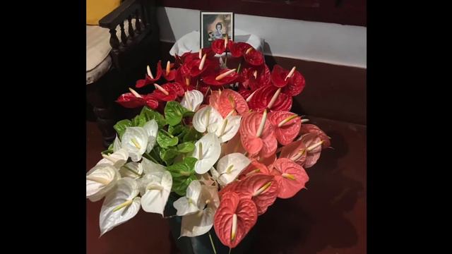 BEAUTIFUL ANTHURIUM FLOWER ARRANGEMENTS !! BY MY MOM :) -- UPDATED! смотреть онлайн