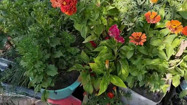 Огород на 8.08.21. Часть 5 смотреть онлайн