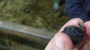 ОБЕЗРОЖИВАНИЕ ТЕЛЯТ ТЕРМОКАУТЕРОМ.