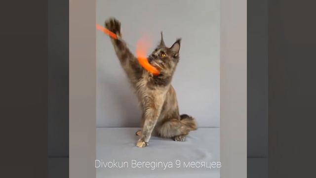 Кошка мейн-кун Берегиня (9 месяцев) Окрас голубокремовая черепаха смотреть онлайн