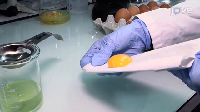 Perivitelline Sublayers Mechanical Separation and solubilization | Protocol Preview смотреть онлайн
