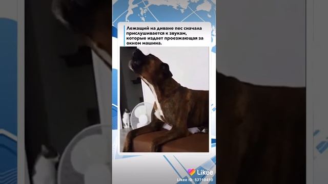 скори помш смотреть онлайн