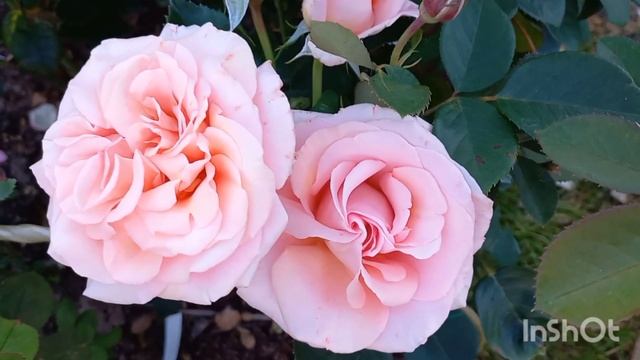 Розы нежно-розовых оттенков смотреть онлайн