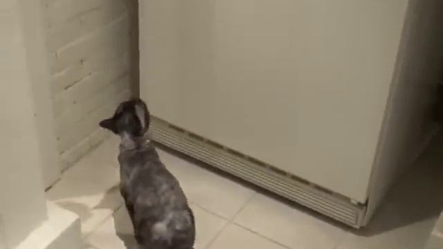 cat opens freezer смотреть онлайн