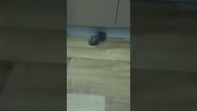 Зайчик в доме. Дикие животные. Домашние животные. Заяц русак. Заяц дома смотреть онлайн