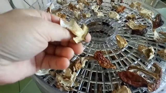Сушим грибы смотреть онлайн