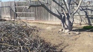 Наконец удалось сделать обрезку нашего самого старого инжира.