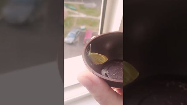 Сегодня из гусеницы, появилась бабочка! 27 апреля 2016 смотреть онлайн