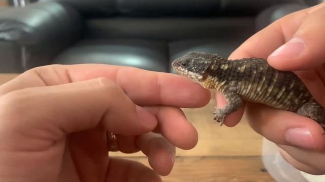 Unboxing de lagarto armadillo (Ya tenemos pareja de Cordylus tropidosternum) смотреть онлайн