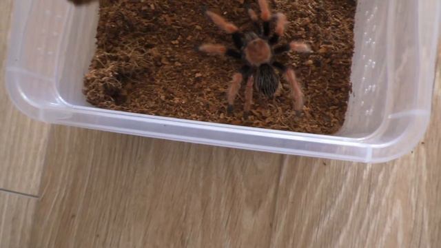 Brachypelma boehmei - первый этап восстановления лапы смотреть онлайн