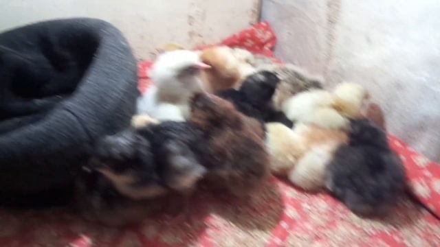 Вывод Цыплят от А до Я.Режим с 19-22 день.Инкубация яиц. смотреть онлайн