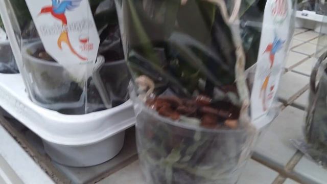 Обзор орхидей в садовом мире на Первомайской смотреть онлайн