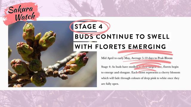 Sakura Watch April 22, 2022 - Episode 3 - Blossom buds move into Stages 3 and 4 смотреть онлайн