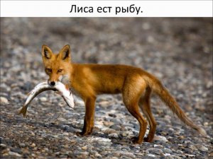 дикие животные   лиса