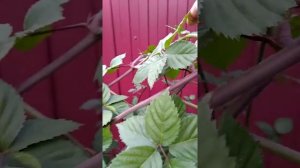 Бесшипная ежевика.Формирование куста в первый год посадки.