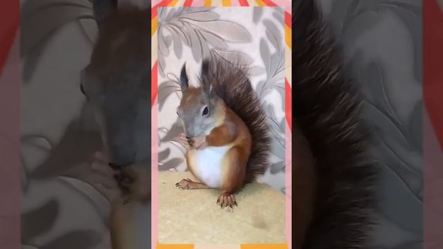 Бельчонок Чупик хвастается кисточками на ушках? смотреть онлайн