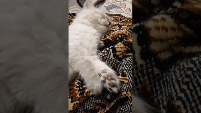 Ростем во сне смотреть онлайн