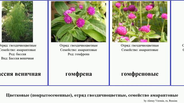 Цветковые (покрытосеменные), отряд гвоздичноцветные, семейство амарантовые angiosperms Целозия смотреть онлайн