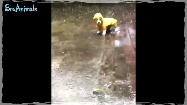 Хамелеон НА ЛИЦЕ и другие приколы с животными | Funny Animals #654 смотреть онлайн