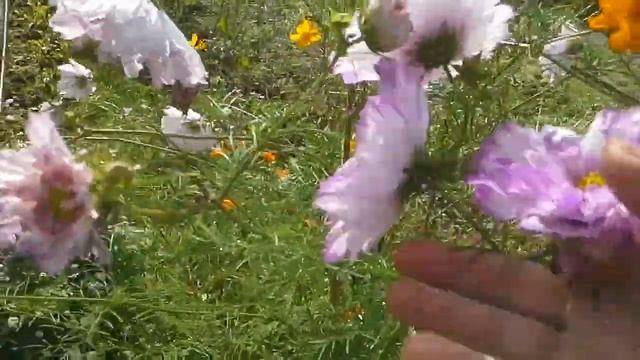 Махровая космея. Что выросло из семян.