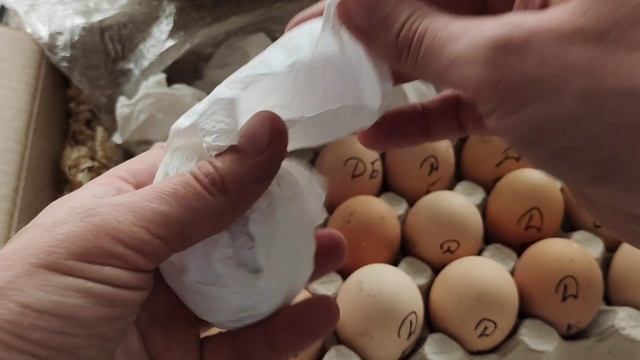 Распаковка посылки с инкубационным яйцом Сельская Жизнь Инкубационное яйцо Джерсийского гиганта смотреть онлайн