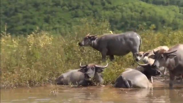 Вдохновляющий отдых в Лаосе круглый год