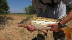 Ловля сазана на реке. Яма 10 метров! Мой ловучий монтаж!
