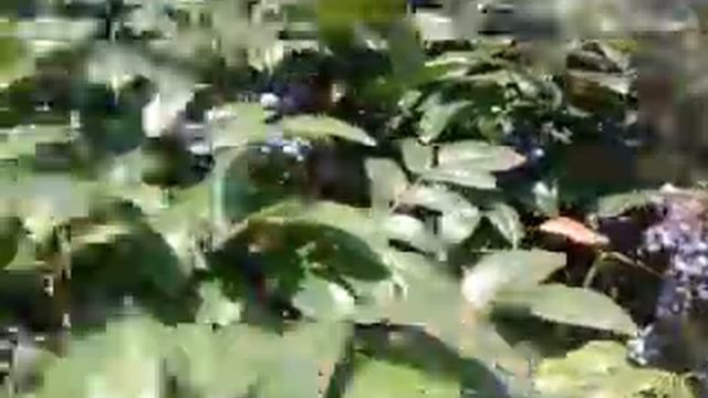 вечнозеленые южные растения смотреть онлайн