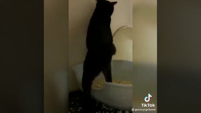 котик-писает-стоя-в-лоток-смешное смотреть онлайн