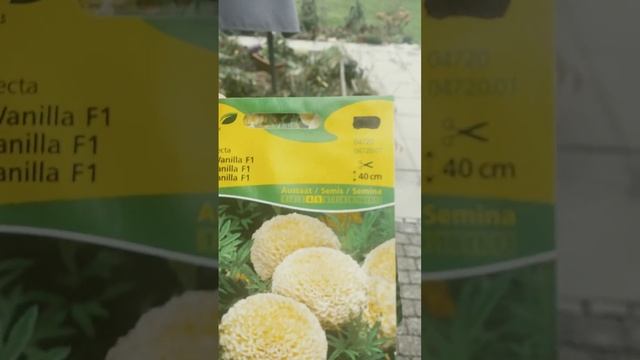 Компаньоны к метельчатым гортензиям - бархатцы Ванилла #гортензия #гортензии #метельчатаягортензия