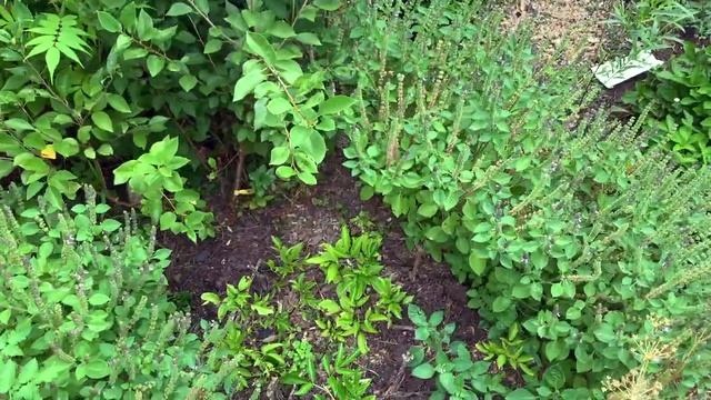 Backyard Garden Wander - Tour and Thoughts смотреть онлайн