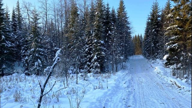 С  Есенин  Пороша  #стихиозиме #поэтысеребряноговека