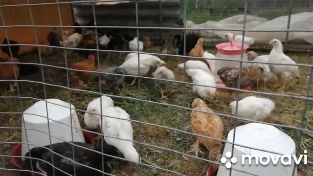 ПРИУЧАЕМ ТЕЛЯТ К ЭЛЕКТРОПАСТУХУ!БРУДЕР ДЛЯ ЦЫПЛЯТ СЕСТРЕ!ДОЛГОЖДАННЫЙ СЕНОКОС НАЧАЛСЯ:ПЕРВОЕ СЕНО ! смотреть онлайн