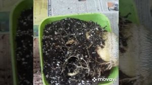 Адениум/Спасаем от загнивания каудекса