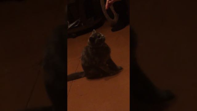 Кошка и рука