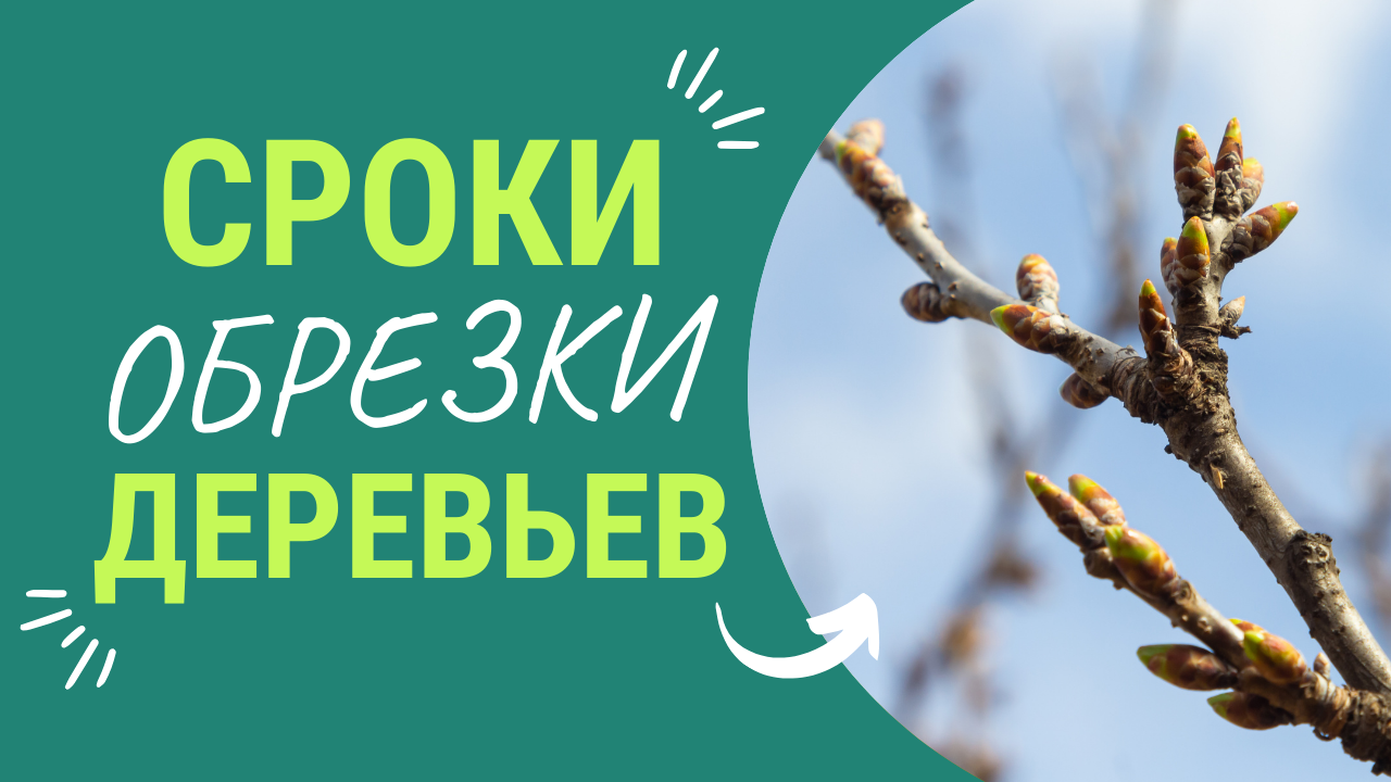Последние сроки весеннней обрезки деревьев смотреть онлайн