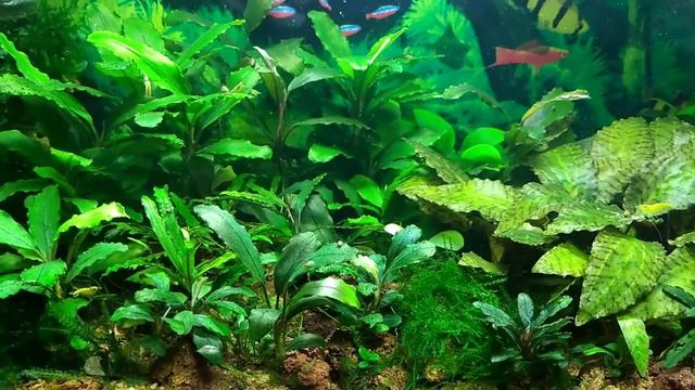 #relax#tank#aquarium#Bucephalandra#релакс#аквариум#moss Мой аквариум 45 литров креветки жёлтый неон