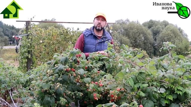 Не совершайте ЭТУ ОШИБКУ ОСЕНЬЮ и получите БОЛЬШОЙ УРОЖАЙ МАЛИНЫ! Чем и когда замульчировать малину смотреть онлайн