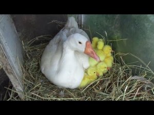 Такой Гусыни я еще не видел / ВЫВОД ГУСЯТ ПОД ГУСЫНЕЙ / У ГУСЫНИ НАЧАЛСЯ ВЫВОД ГУСЯТ