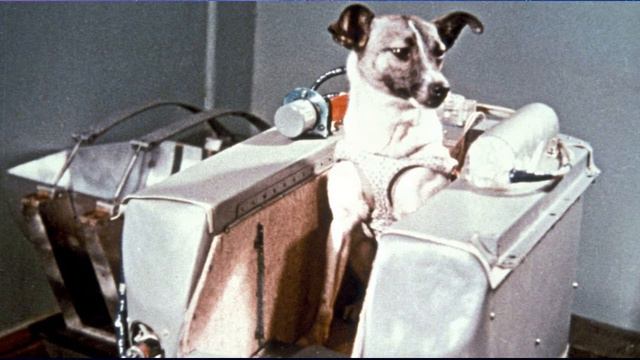 Животные в космосе смотреть онлайн